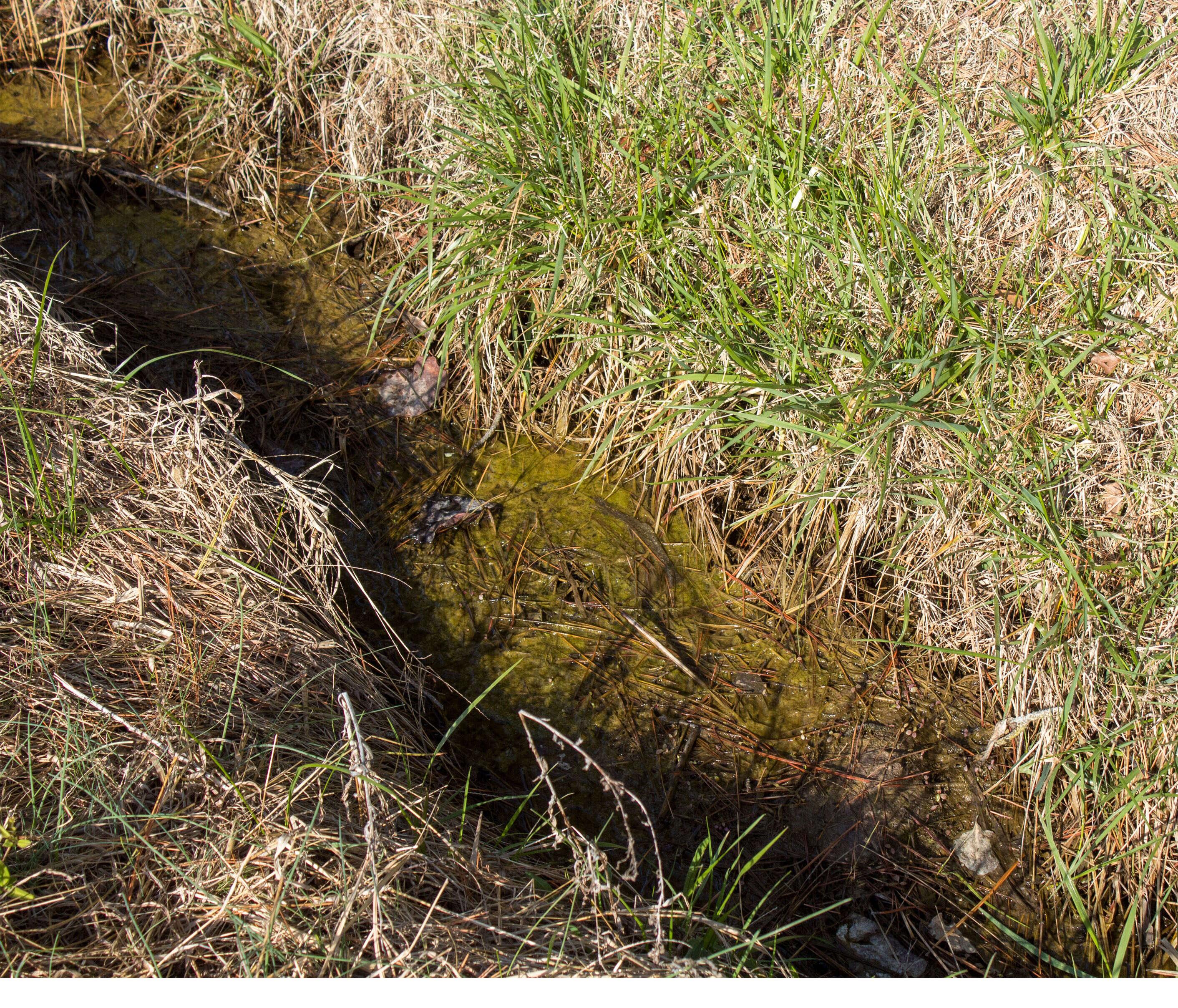 A farm ditch on the Eastern shore full of green algae