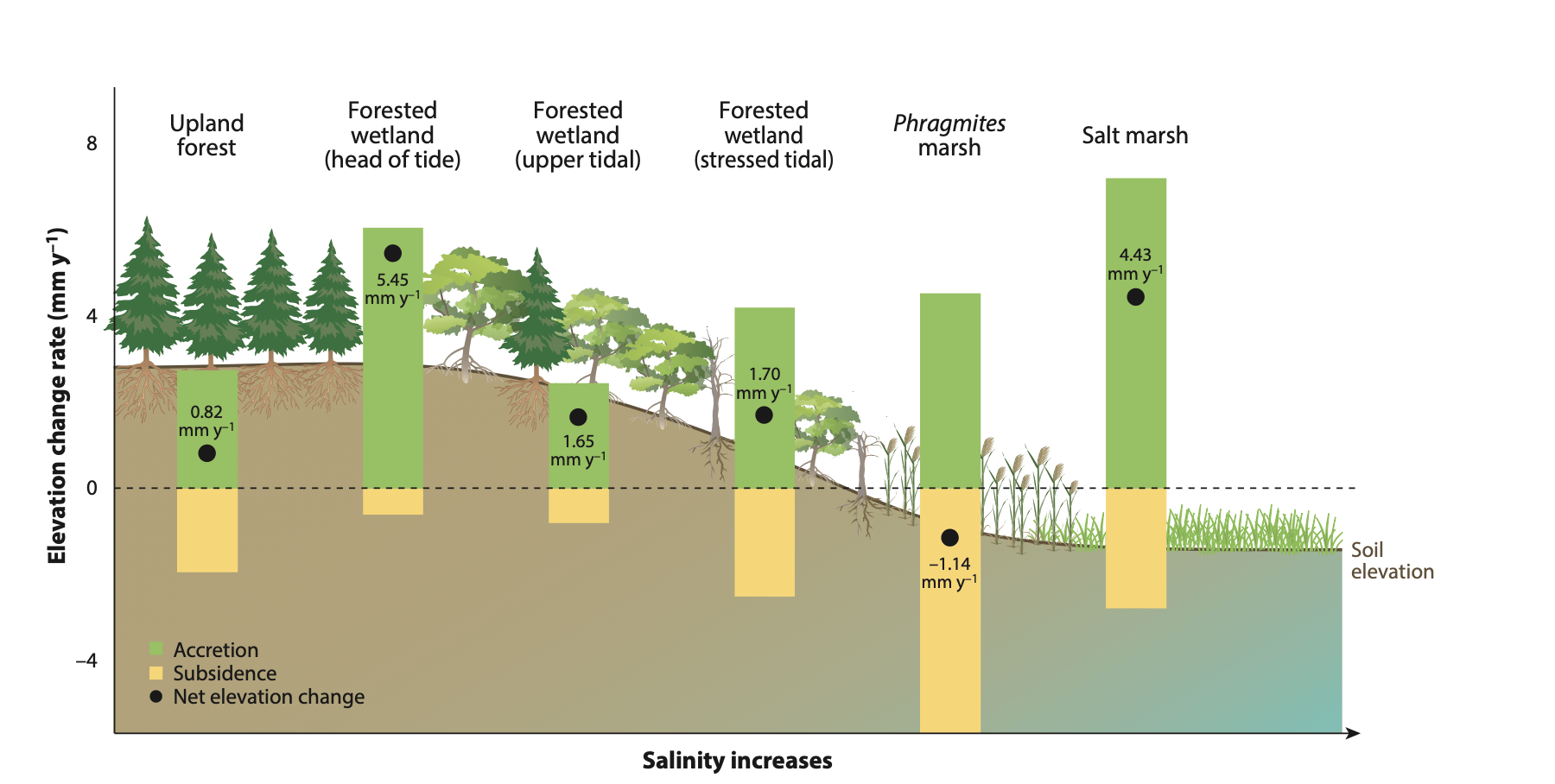 hese measurements show how elevation dynamics vary with increasing salinity and wetland position, providing insight into marsh migration and the growing vulnerability of freshwater wetlands.
