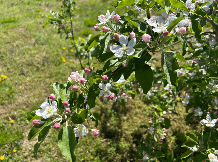 Apple Tree Blossoms