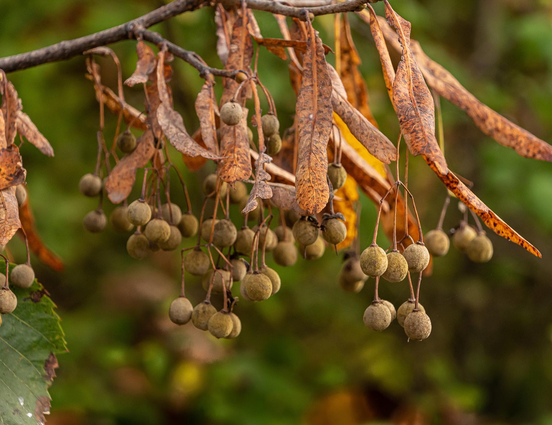 American basswood seeds (Photo credit: Lee - Adobe Stock)