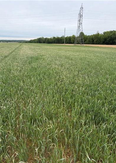 Wheat field showing widespread cereal leaf beetle feeding damage, visible as pale, stripped leaves across the canopy, with trees and power lines in the background.