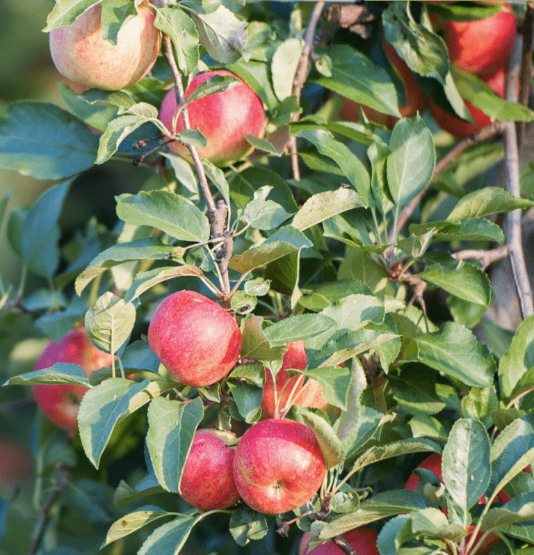 Close‑up of a branch with several ripe red apples hanging among green leaves, illuminated by sunlight.