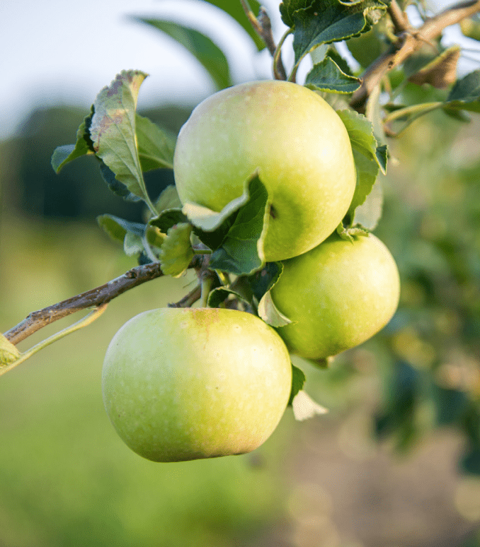 Close‑up of a branch with three green apples hanging among sunlit leaves, showing smooth ripening fruit and blurred greenery in the background.