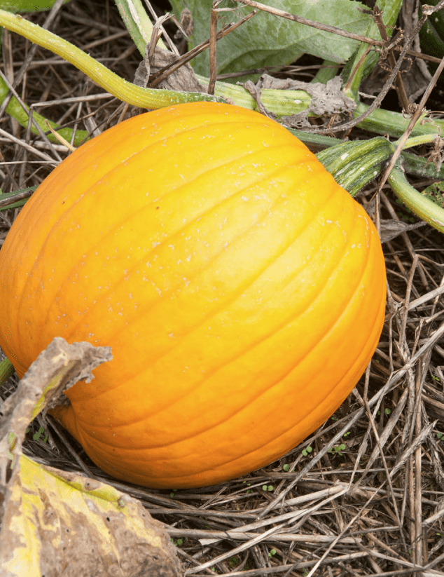 A bright orange pumpkin resting on dry straw surrounded by green vines and leaves, showing its smooth ribbed surface and sturdy stem attached to the plant.