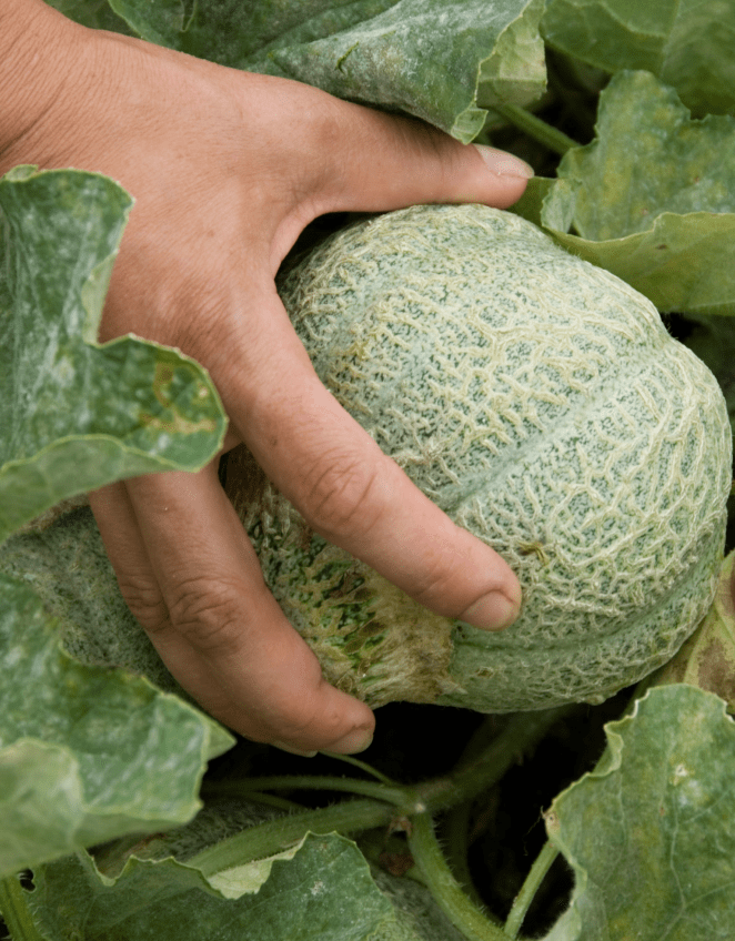 A hand holding a cantaloupe still attached to its vine among large green leaves, showing the fruit’s rough netted rind and the surrounding garden foliage.