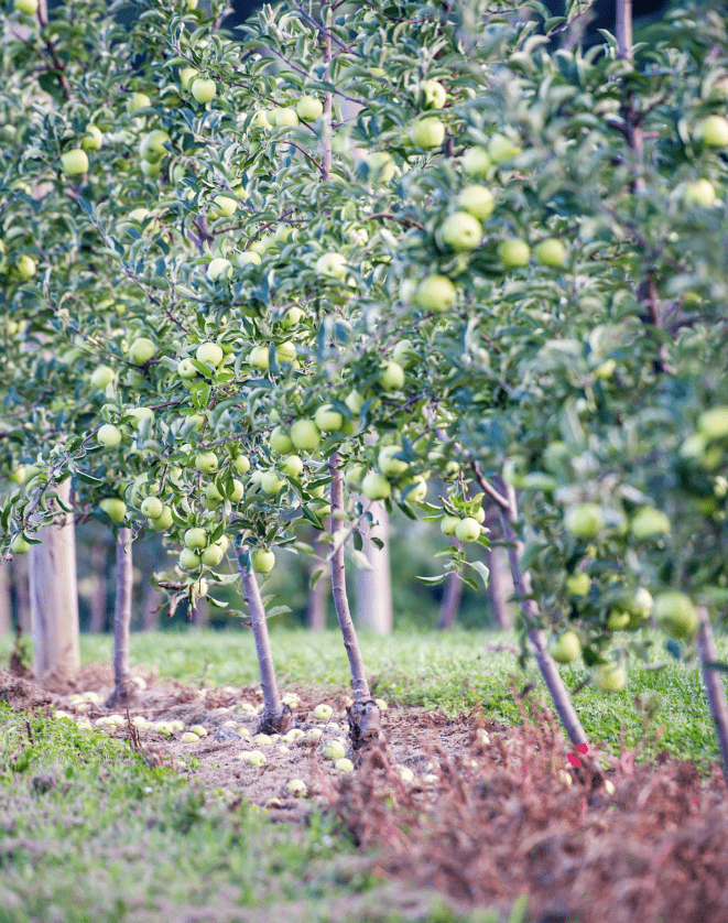 Row of apple trees in an orchard with green apples hanging from branches and scattered on the ground, showing a well‑maintained field with grass and soil between the rows.