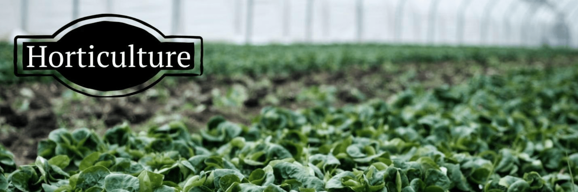 Rows of leafy green plants growing inside a greenhouse, with a label reading “Horticulture.”
