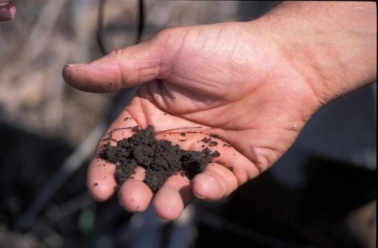 Hand holding soil for nutrient management learning