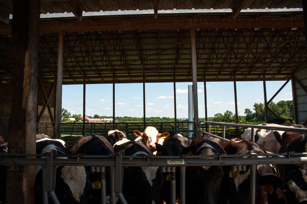 Cows stand in individual feeding stalls inside an open‑sided barn, framed by wooden and metal beams. Sunlight filters through large openings that reveal green fields and trees outside under a partly cloudy sky. Several cows wear yellow ear tags as they eat or look toward the camera.