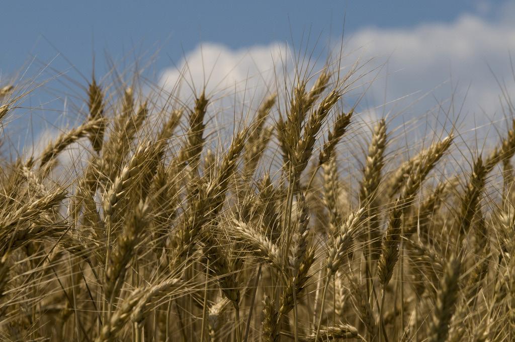 Close-up view of tall, golden wheat heads swaying in a dense field beneath a blue sky with scattered white clouds.