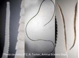 Three types of parasitic worms displayed side by side: a wide, segmented tapeworm on the left, a thin thread‑like roundworm in the center, and two longer smooth nematodes on the right, all shown against a neutral background.
