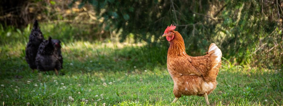 A brown hen stands in green grass facing right, with two black chickens slightly blurred in the background among trees and foliage in a sunlit outdoor setting.