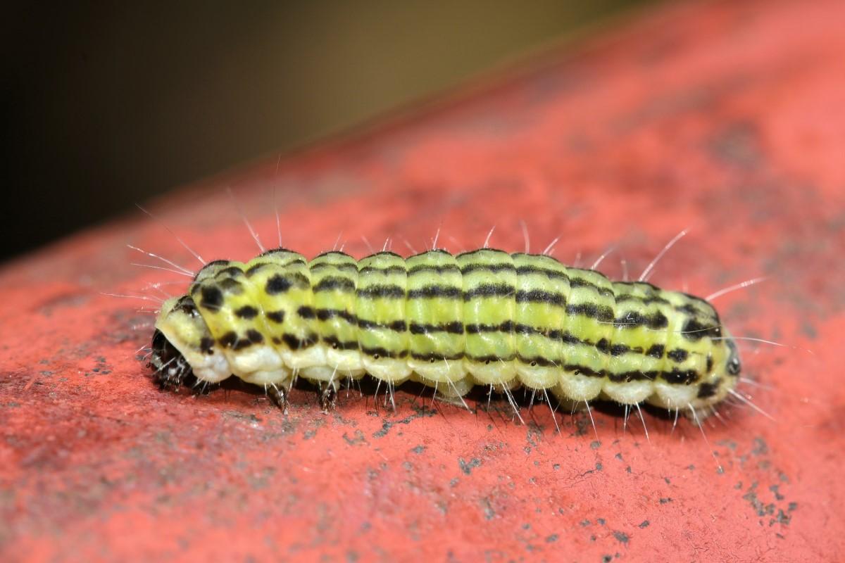 A light greenish-yellow caterpillar with multiple black longitudinal strips and wispy hairs.