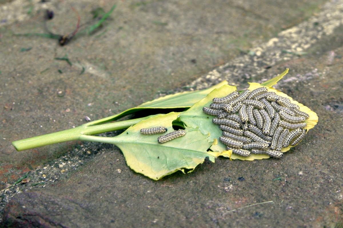 A cluster of about two dozen caterpillars on the underside of a plucked leaf.