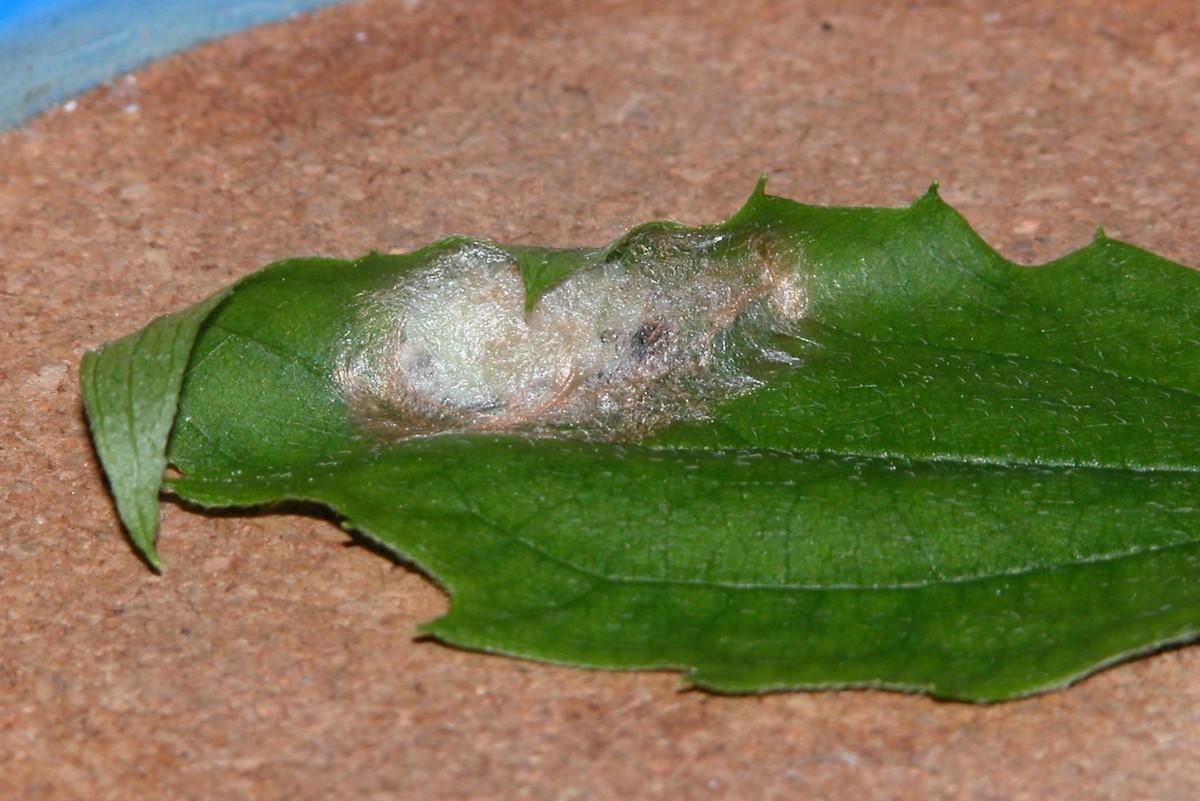 A somewhat-shiny, pale brown silken cocoon nestled into the curve of a leaf.