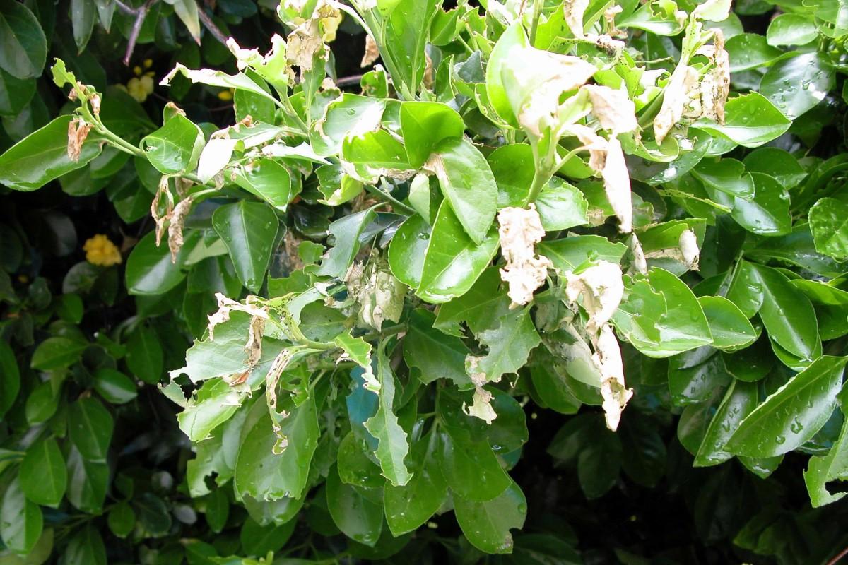 Multiple leaves on a euonymus shrub with chewed and ragged-looking edges.