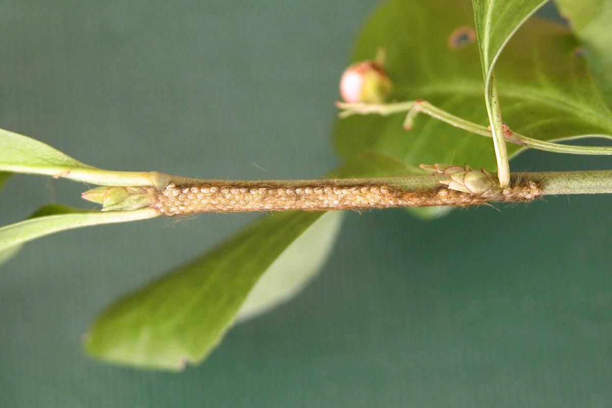 A dense cluster of pale brown eggs lightly covered with hairs, extending over an inch on a young euonymus stem.
