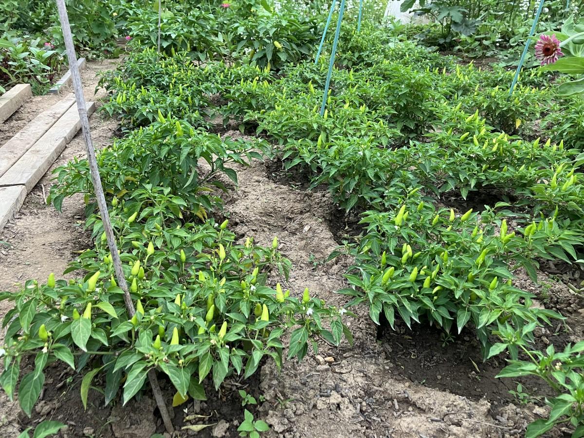 Three rows of compact-growing pepper plants in a community garden plot. A foot or more of space is left between the plants.