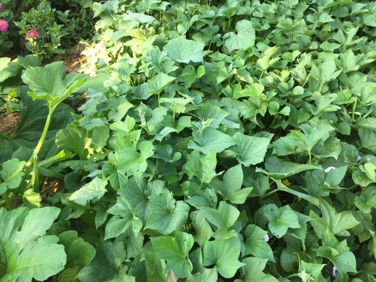 A jumble of zucchini, cucumber, and sweet potato foliage with no visible space left between the plants.