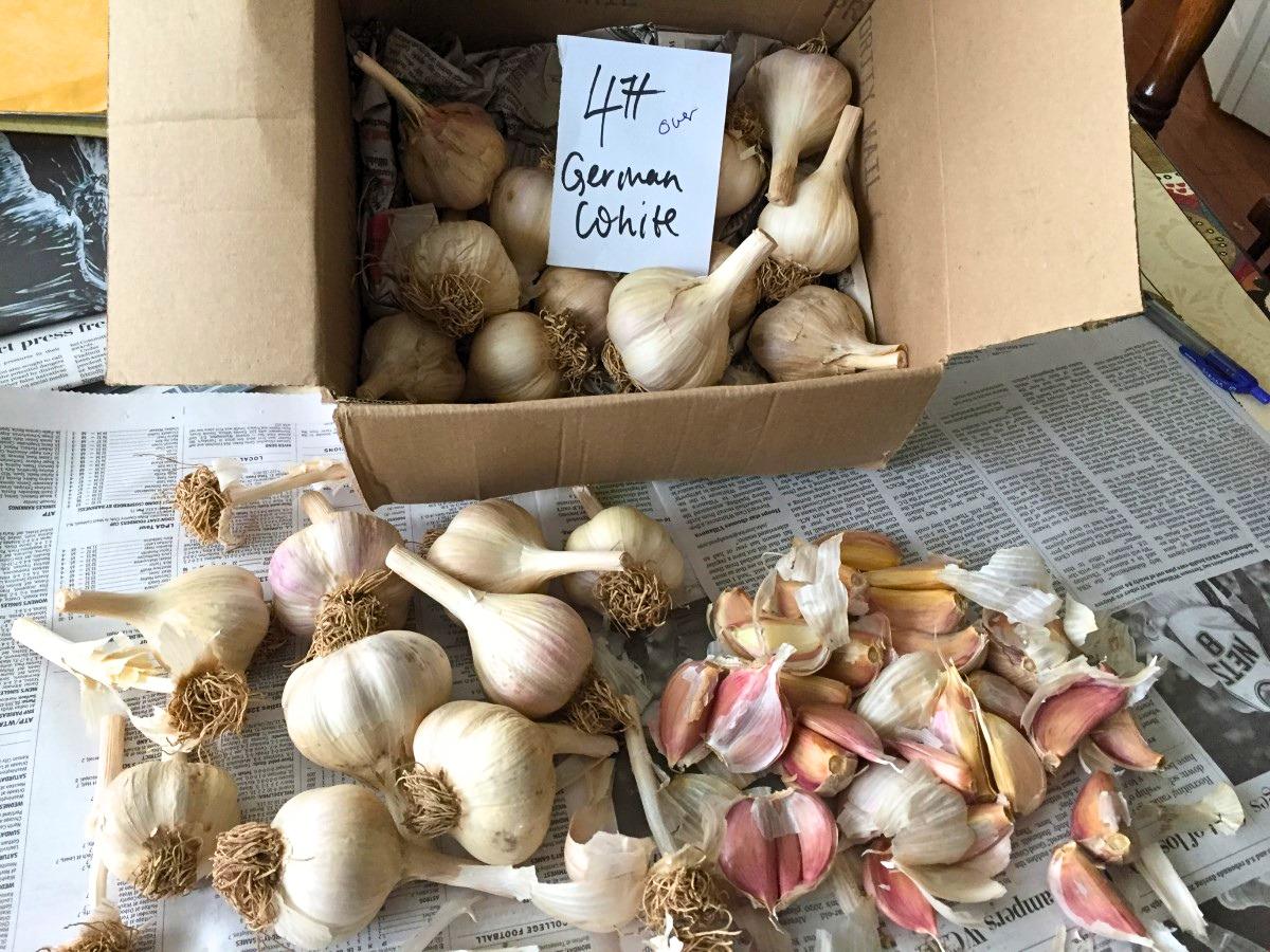 Whole garlic bulbs in a box and spread on a newspaper-covered table next to a small pile of separated garlic cloves.