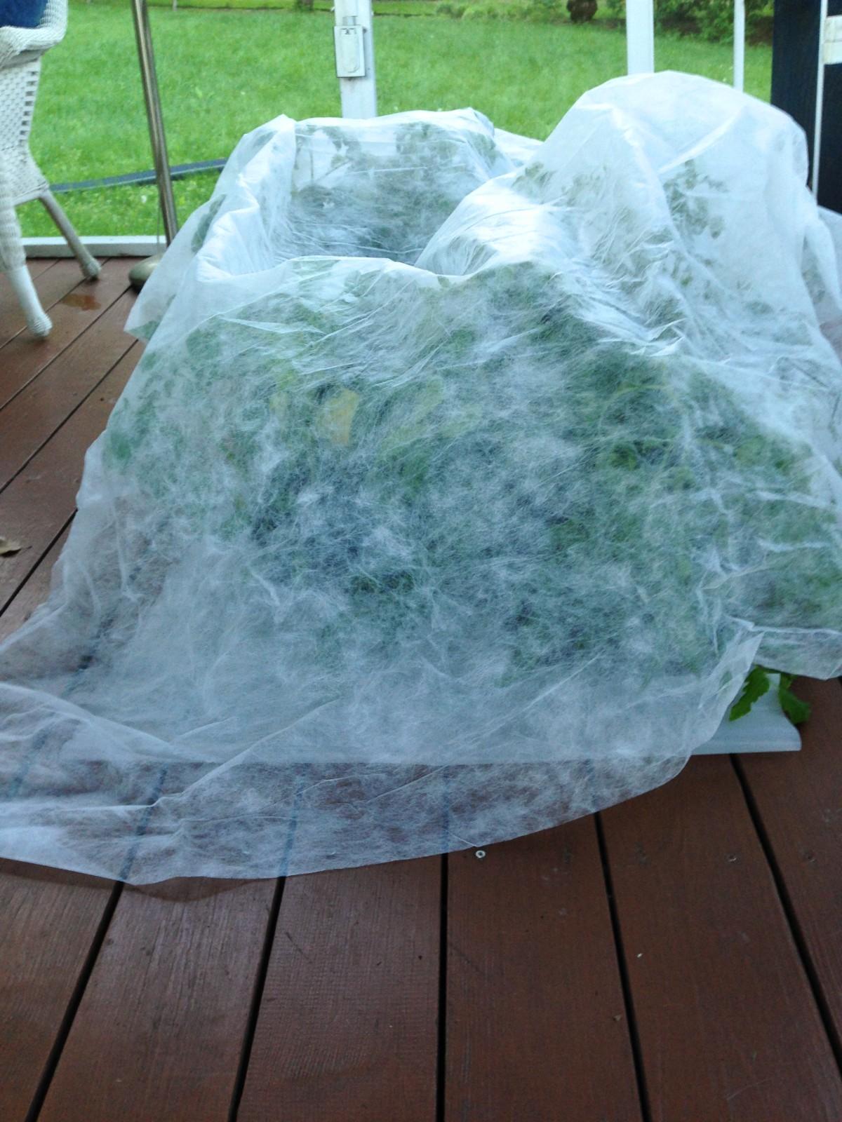 Tall vegetable transplants grouped on a porch and sheltered under a piece of gauzy row cover fabric.