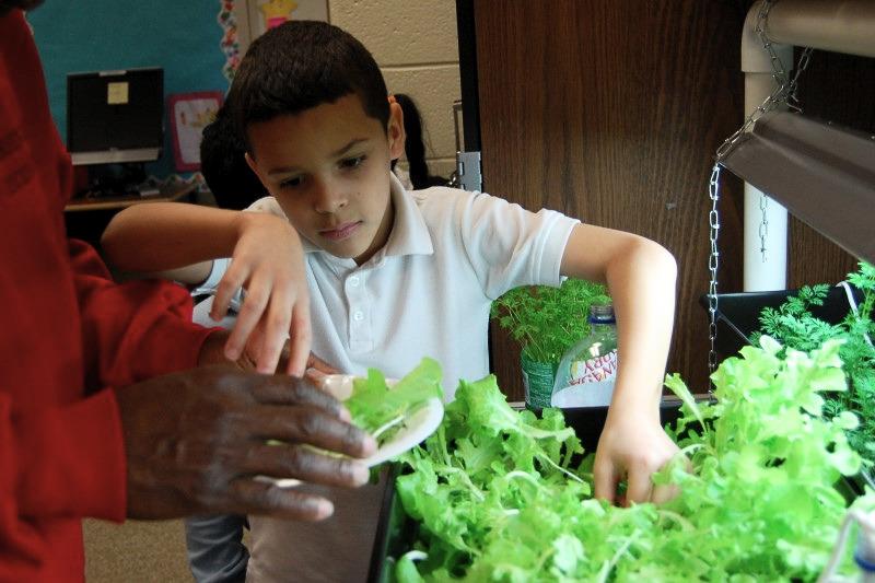  A young student harvests baby greens by hand. The plants are under a fluorescent shop light hung from a PVC pipe support placed on a table.