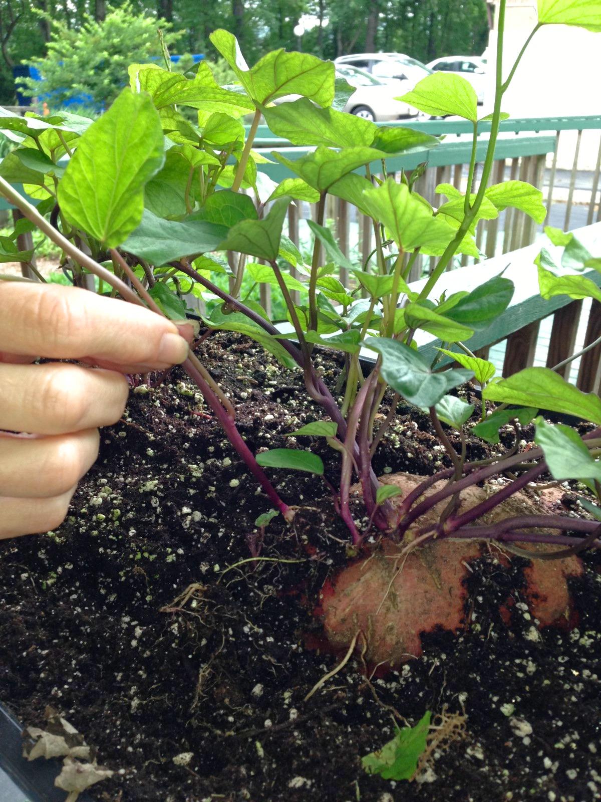 About a dozen young stems emerging from the top of a sweet potato root laid horizontally in a shallow container of potting soil. A hand is holding one stem that was pulled off.