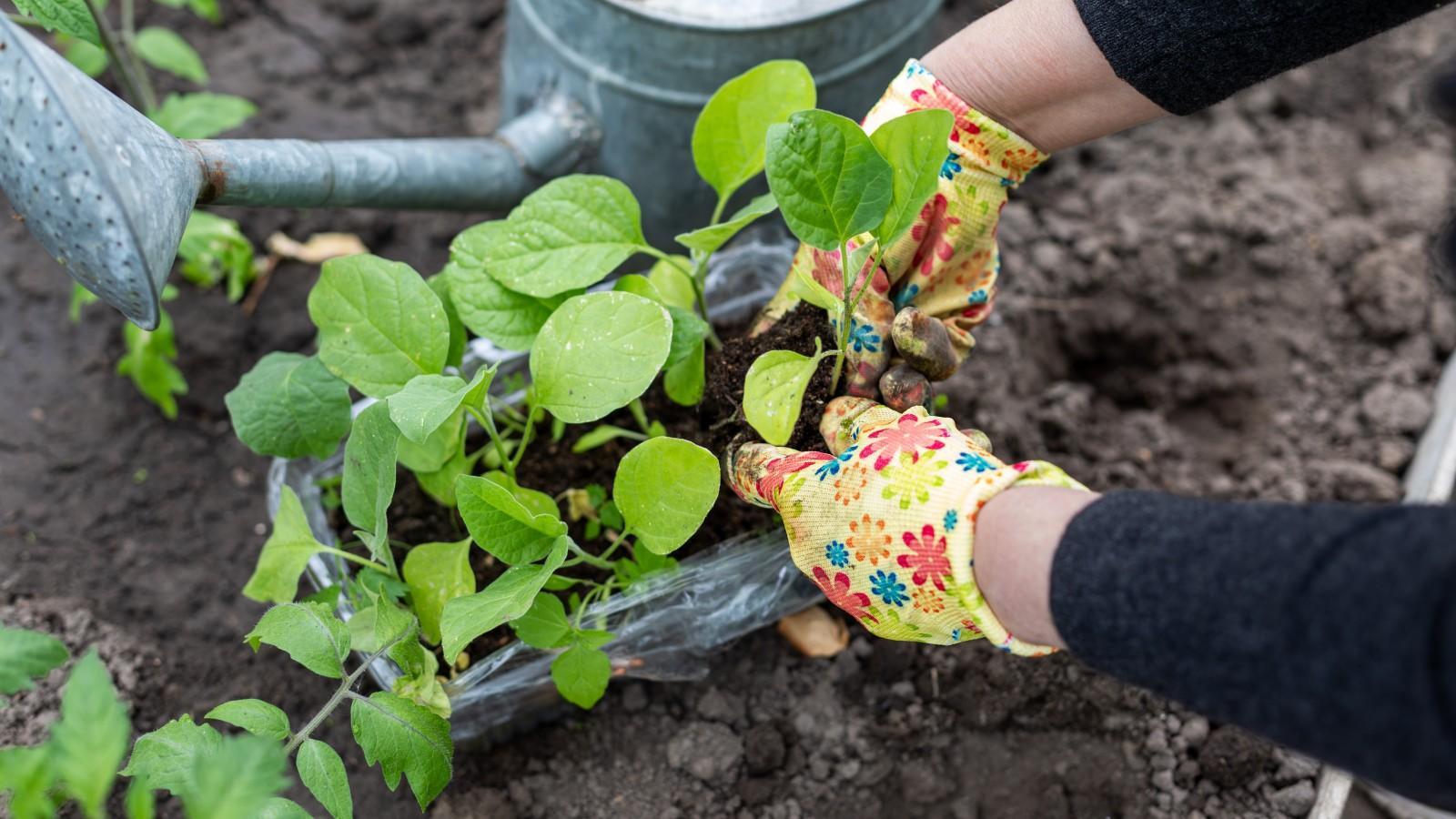 A person removes one plant out of a tray of young vegetable transplants that is sitting on the soil of a garden bed.