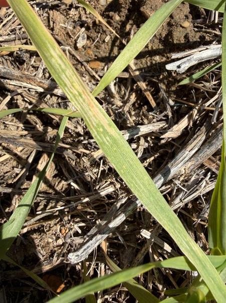 Wheat leaf with interveinal chlorosis, typical of manganese deficiency.