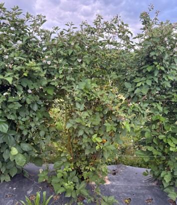 Trellised bramble plants in a garden showing yellow‑mottled leaves consistent with orange rust fungal disease.