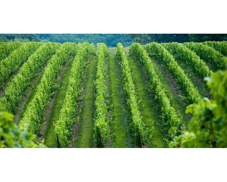 Grape vineyard in Maryland