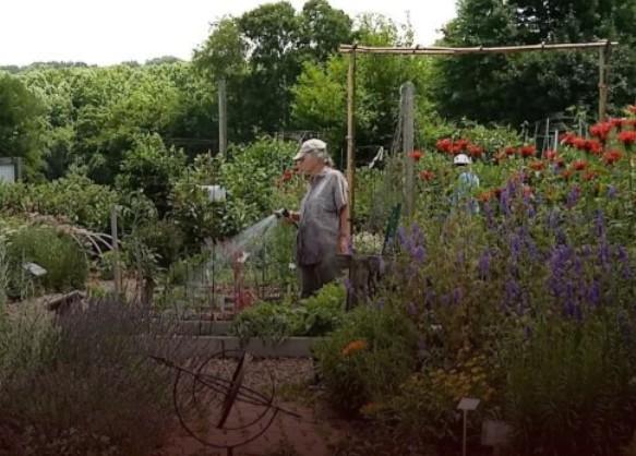 Person spraying a large garden with water