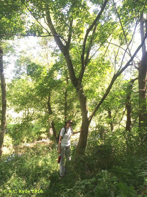 Bee-bee tree in Washington Co., MD, 2016. Photo includes Dr. Vanessa Beauchamp to show size of mature tree. Photo by Kerrie Kyde, MDA via Maryland Biodiversity Project.