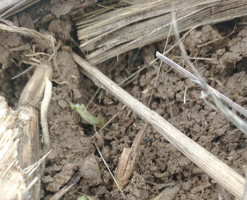 Close-up photograph of a cropped field surface showing dry soil and corn residue. In the center-left foreground, a small green seedling is visible with clear feeding damage—its young leaf appears chewed, ragged, and partially missing. The soil is rough and clumpy with scattered pieces of broken, tan-colored stalks and plant fibers lying across the ground. The damaged seedling sits low among the debris, illustrating early growth-stage injury consistent with slug feeding.