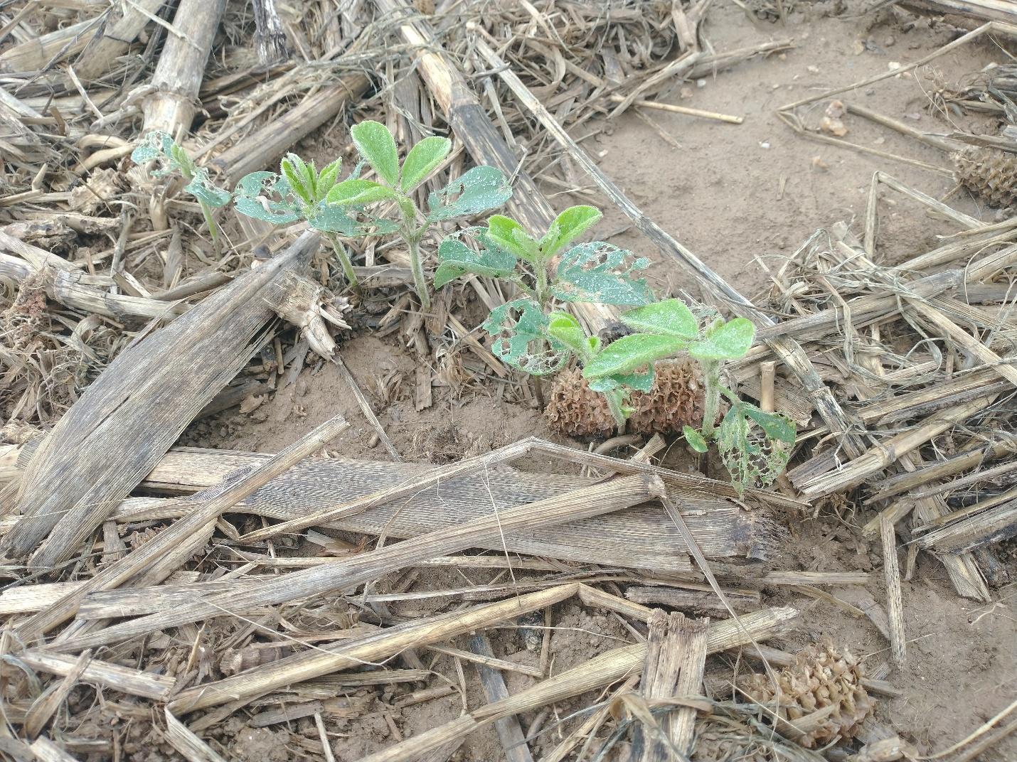 Soybean seedlings growing in residue-covered soil with leaves showing severe slug damage, including irregular holes and shredded tissue.