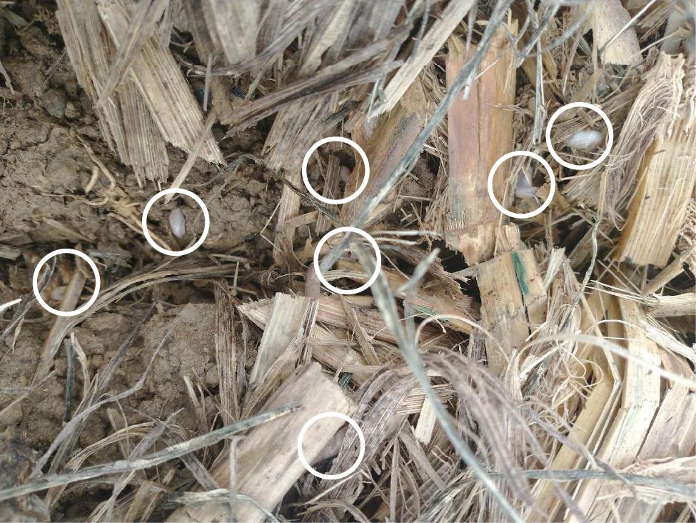 Close-up photograph of soil covered with dry corn stalk residue and splintered plant material. Several small, translucent, gray, oval-shaped slugs (grey garden slugs) are visible and highlighted with white circles. The slugs are scattered across the scene, some resting on the soil surface and others partially tucked among the fibrous plant debris. The ground appears dry and clumpy, with tan and brown tones dominating the broken stalks and dirt.