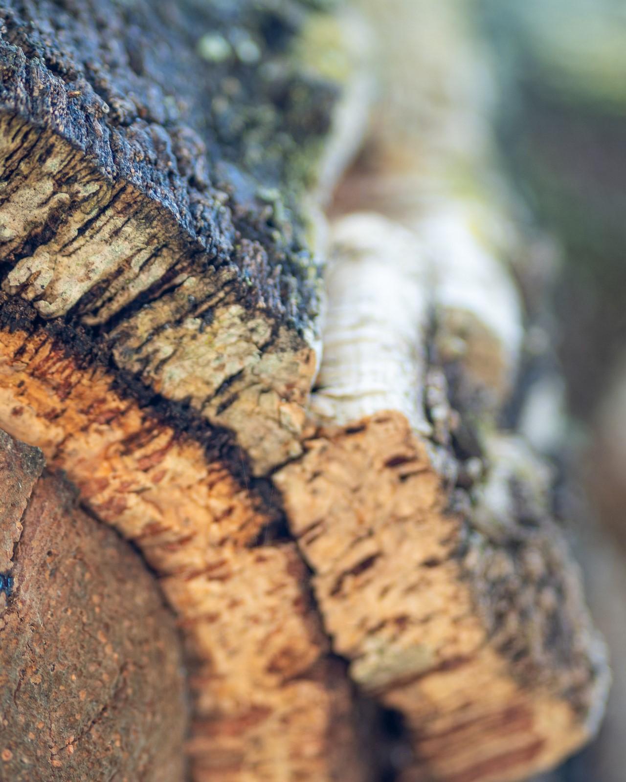Close-up of a cut log showing rough, textured bark and layered wood beneath, with shallow depth of field blurring the background.