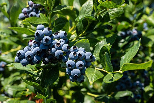 Close-up of several clusters of ripe blue blueberries growing on a leafy bush. The berries have a powdery blue-gray bloom and are surrounded by vibrant green leaves. Sunlight illuminates the fruit and foliage, while the background is softly blurred with additional blueberry clusters and greenery.