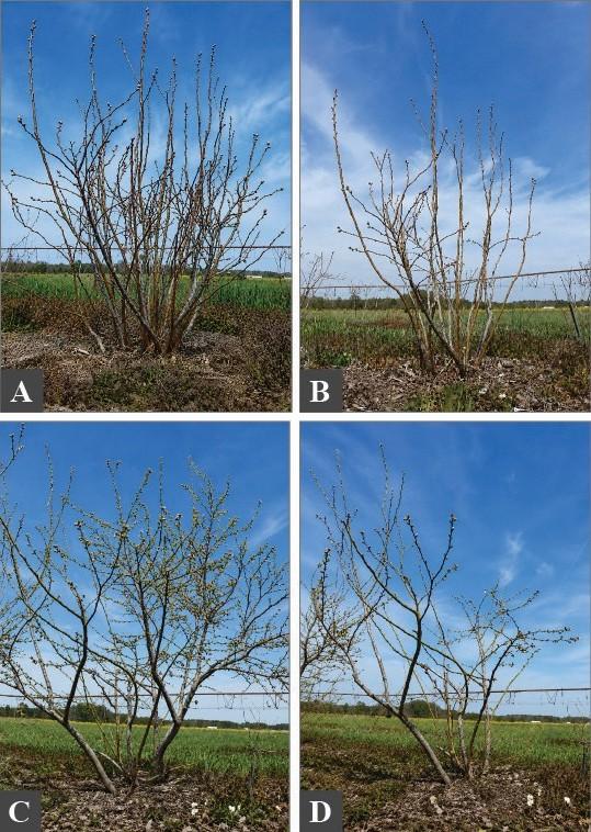 Comparison of blueberry bushes before and after pruning. Top row: Draper cultivar shown unpruned with a dense, crowded canopy and after pruning with fewer upright canes and a more open structure. Bottom row: Legacy cultivar shown unpruned with a broad, dense canopy and after pruning with fewer main canes and widely spaced branches creating an open canopy. All plants are growing in mulched field rows.