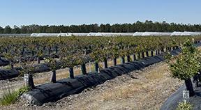 Large blueberry planting with rows of young bushes growing on raised beds covered with black weed-barrier fabric. The plants are evenly spaced in long rows, with protective trunk guards around many stems. The field extends into the distance, with high tunnels and a tree line visible in the background under a clear blue sky.
