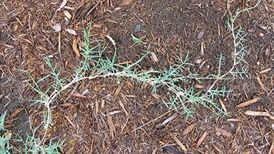 Close-up of bermudagrass growing through a layer of wood-chip mulch. Pale, creeping stems spread across the soil surface, producing narrow green leaves at regular intervals.