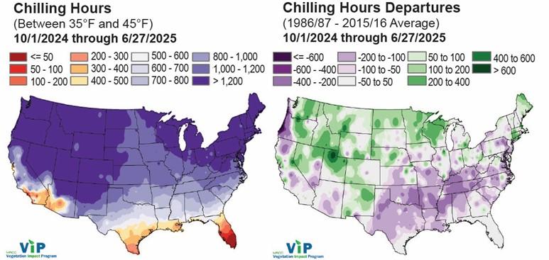 Two U.S. maps showing winter chilling conditions from Oct. 1, 2024, to June 27, 2025. The left map displays accumulated chilling hours (35°F–45°F), with the highest totals across northern and interior regions and the lowest totals in southern Florida and parts of the Gulf Coast and Southwest. The right map shows departures from the 1986/87–2015/16 avg., where green areas indicate above-average chilling hours and purple areas indicate below-average chilling hours, revealing a mixed pattern across the county.