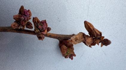 Close-up of a blueberry stem showing multiple flower buds with visible frost damage. Several buds appear brown, dried, and shriveled, indicating cold injury. 