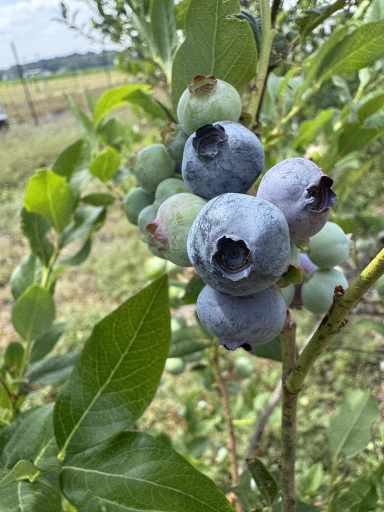 Close-up of Bluecrop blueberries growing on a bush. Several ripe blue berries and unripe green berries hang in a cluster among green leaves, showing different stages of fruit development in a field setting.