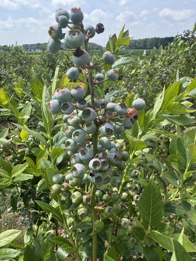 Close-up of a Last Call blueberry bush with large clusters of mostly unripe berries. The light green berries are densely packed along upright stems and surrounded by green foliage, with a blueberry field visible in the background.