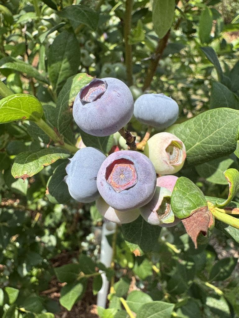 Close-up of Legacy blueberries on a bush. Several large berries are shown at different stages of ripening, from pale green to light blue, clustered among green leaves in a cultivated blueberry field.