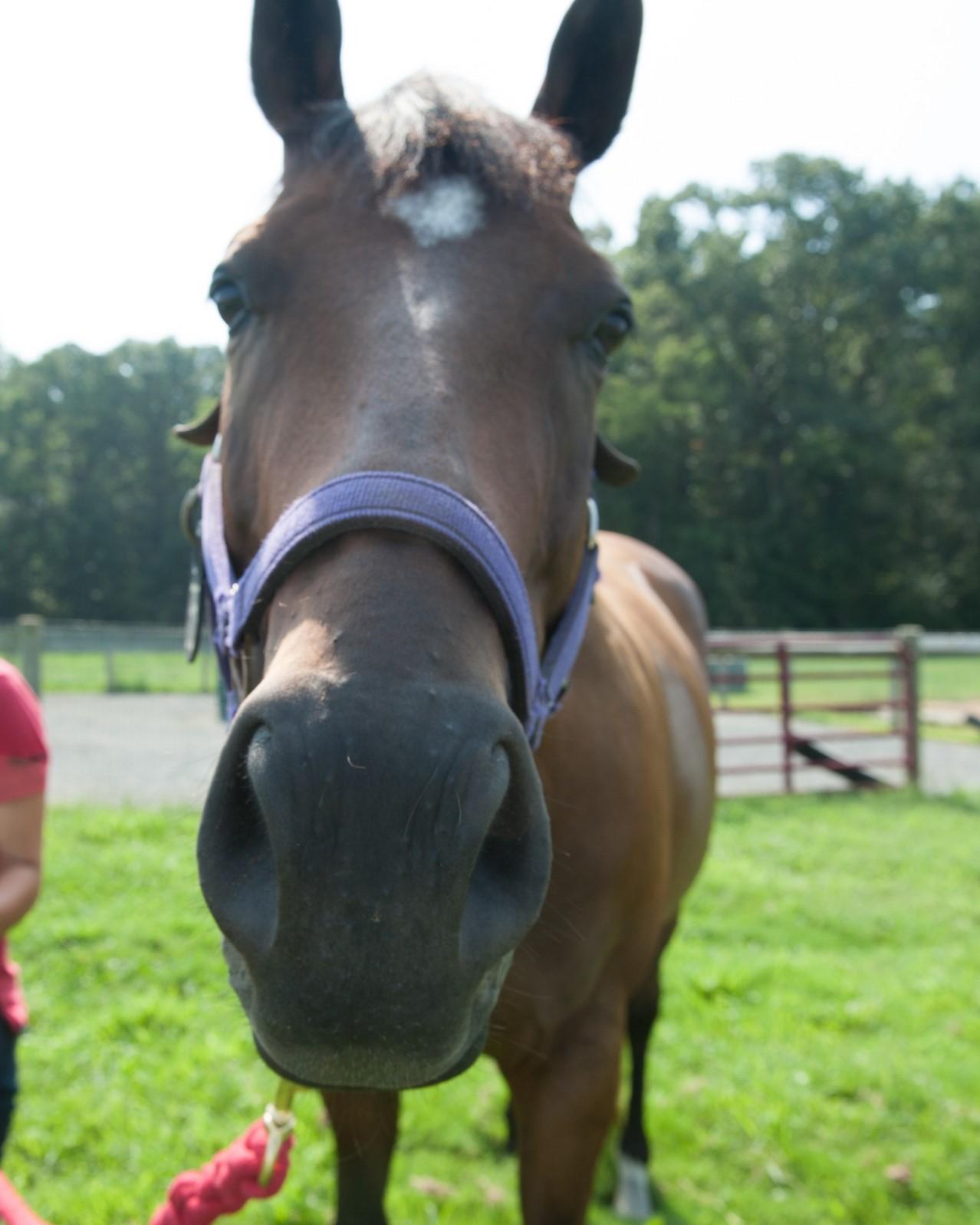 Close-up of a brown horse wearing a purple halter, standing in a grassy outdoor area. The horse’s face and nose are centered and very near the camera, with trees, a fence, and part of a person holding a lead rope visible in the background.