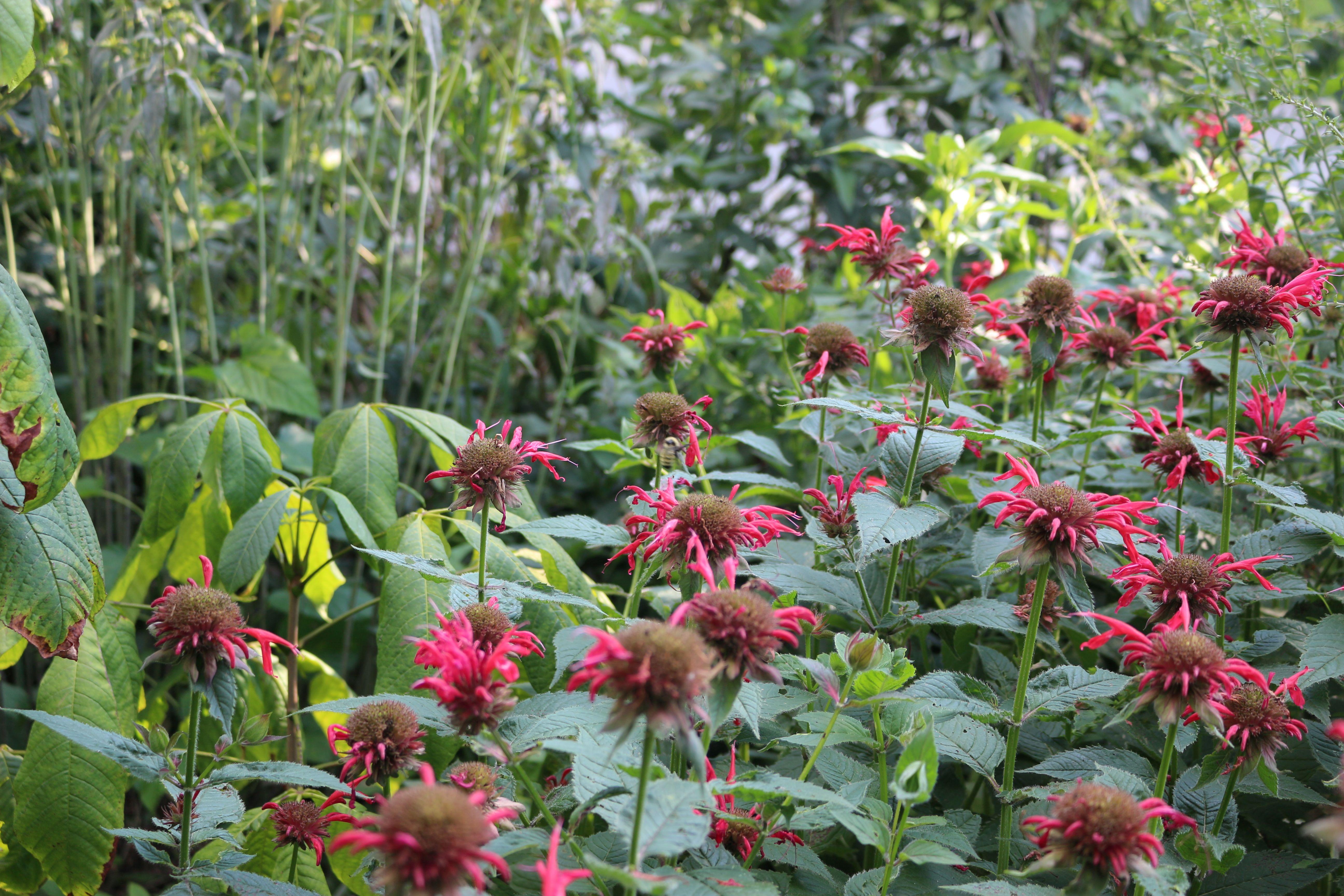 Red blooms of Beabalm (Monarada) in a garden setting with other green foliage.