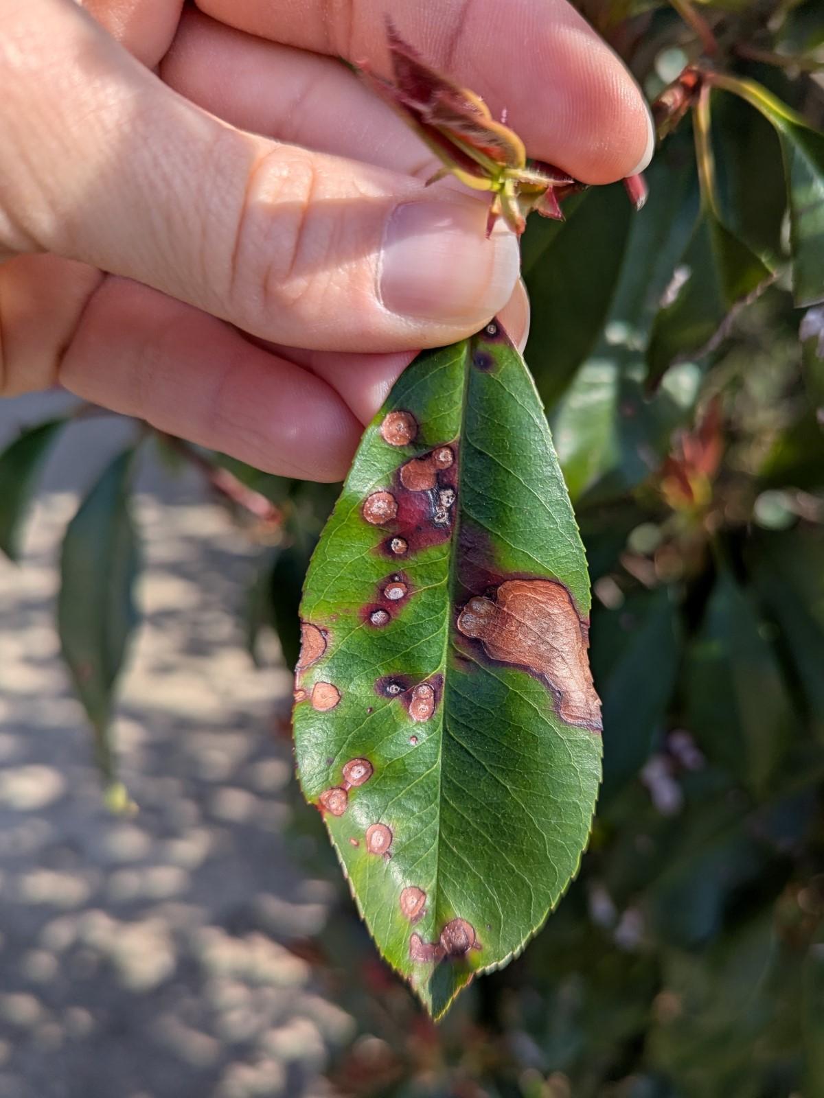 A person holds a photinia leaf that is heavily spotted with rounded light gray or brown blemishes with reddish-purple margins.