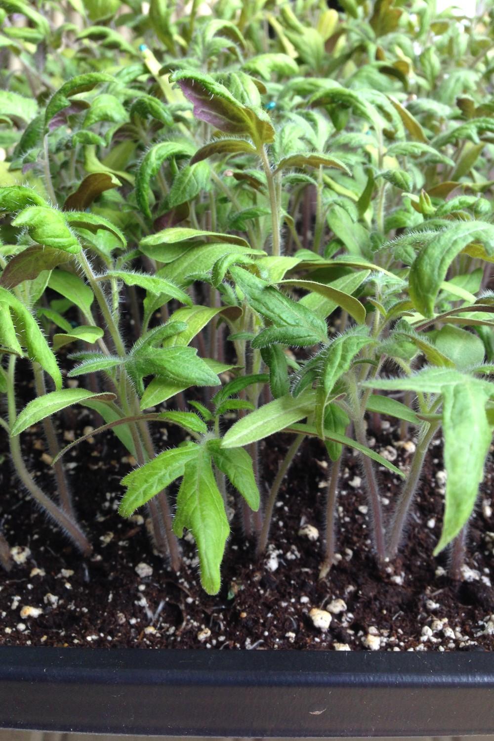 A soil-filled tray of crowded tomato seedlings several inches tall.